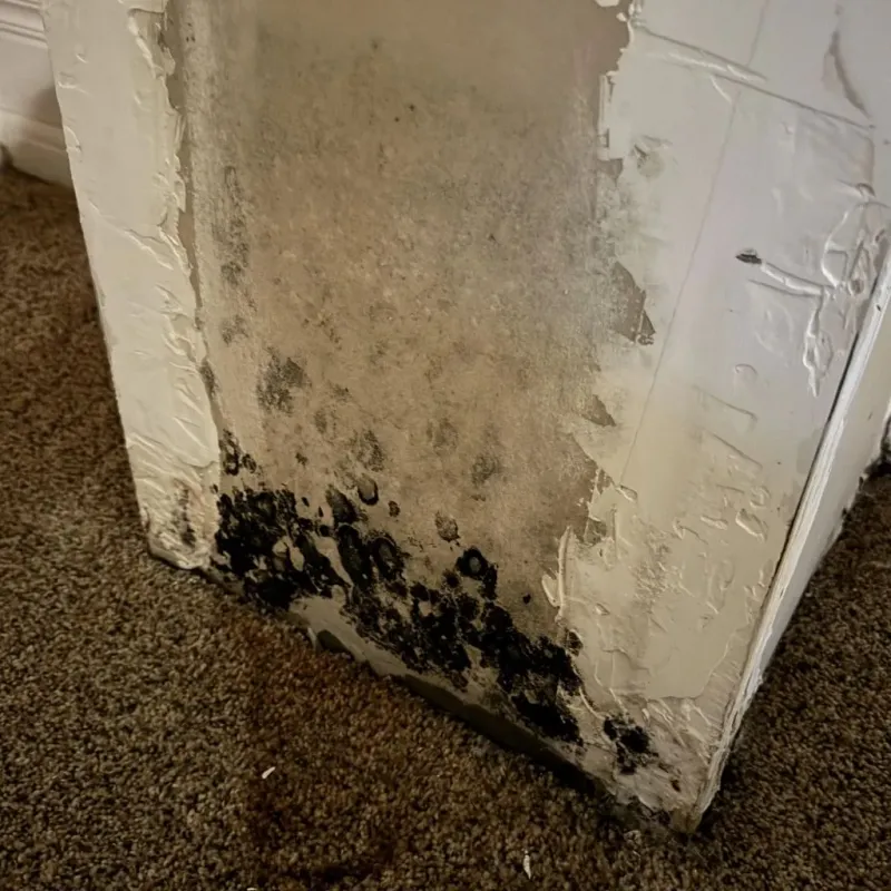 Professional Mold Removal in Floral City, FL